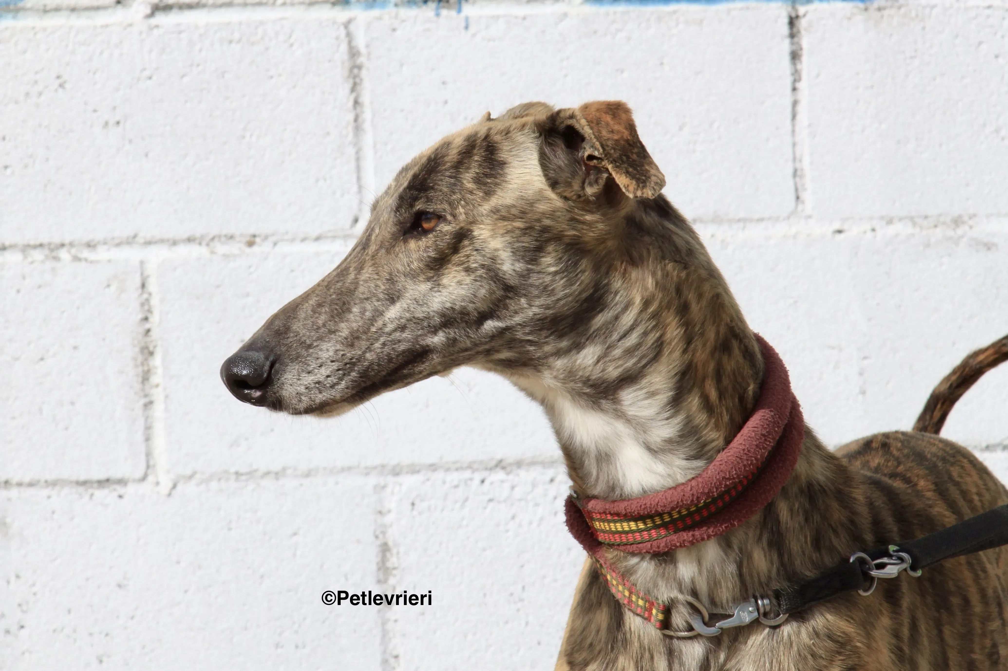 Aaron adozione levrieri galgo 12