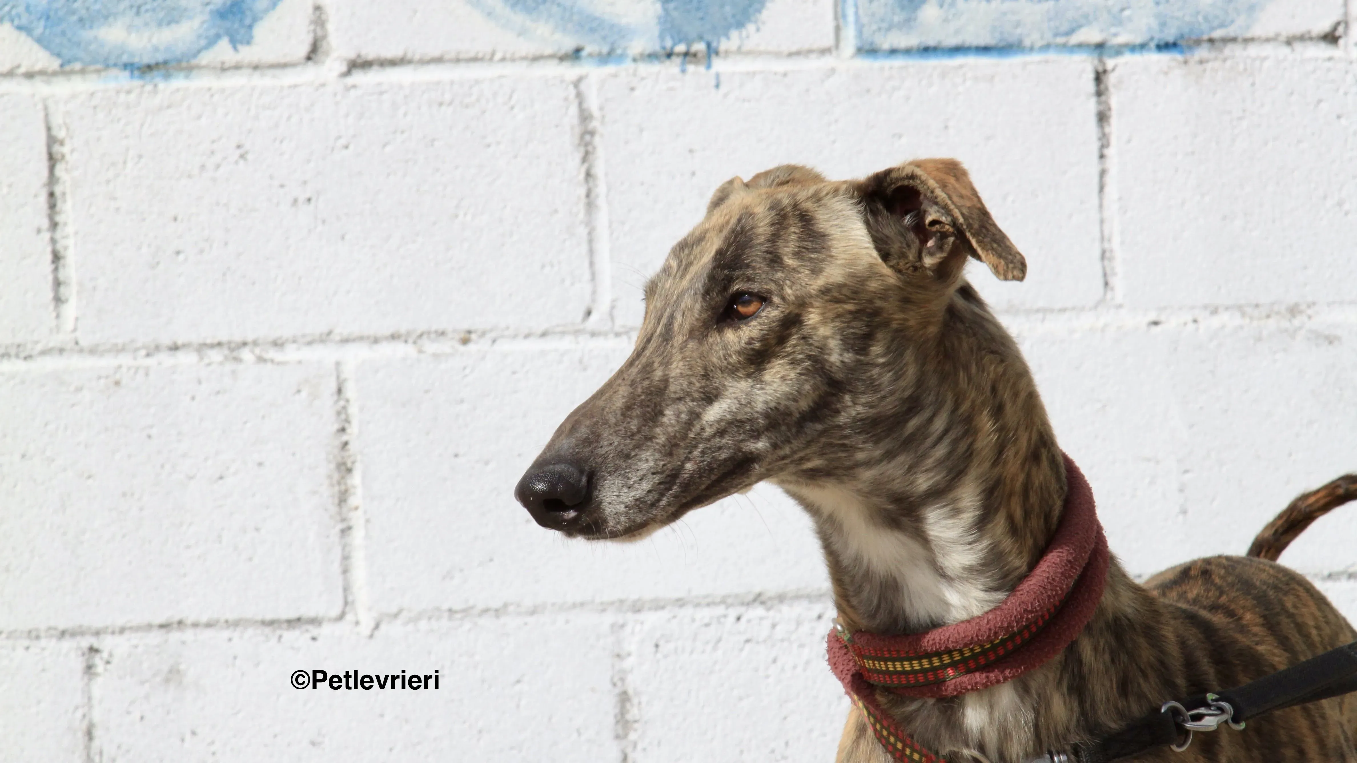 Aaron adozione levrieri galgo 13