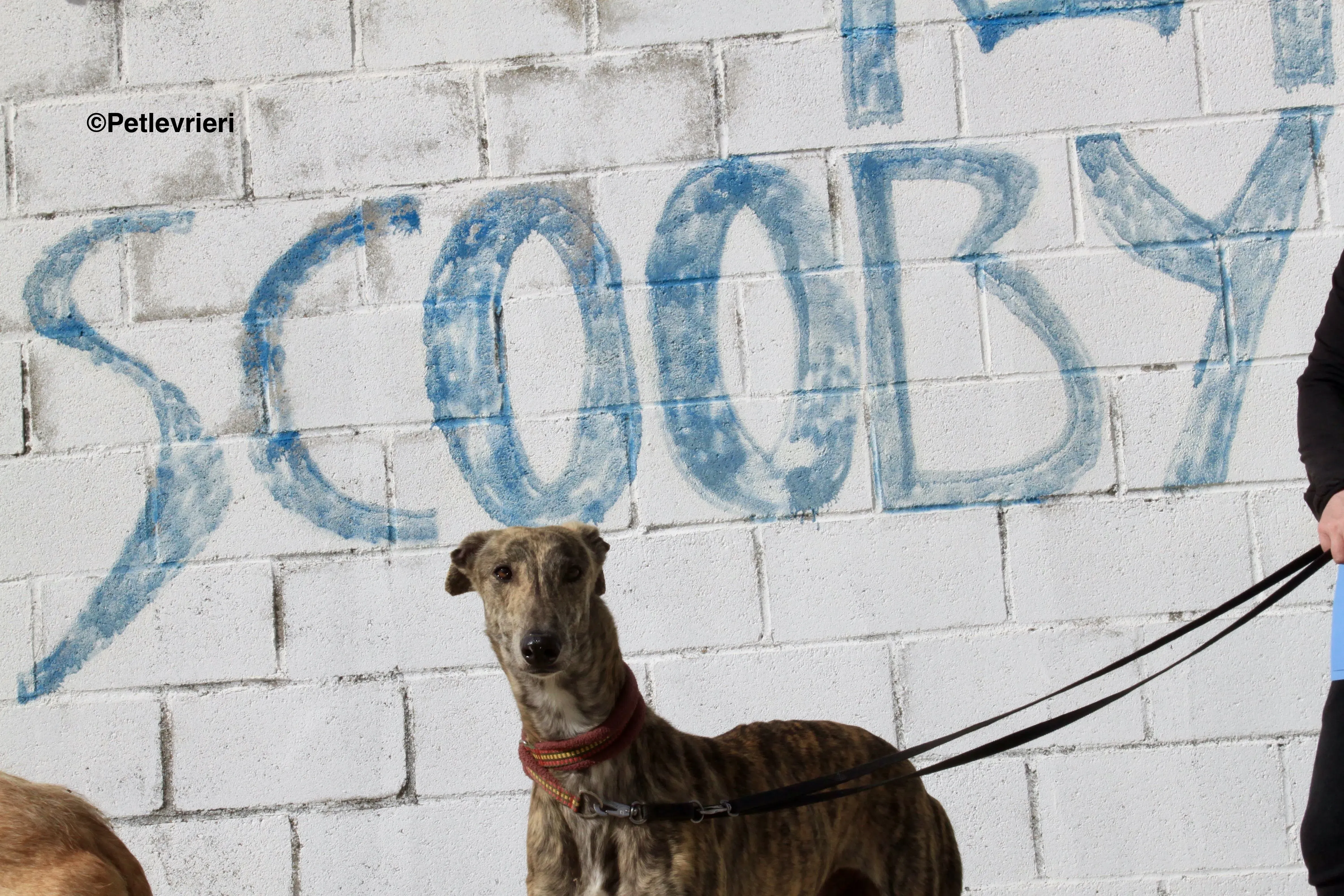 Aaron adozione levrieri galgo 14