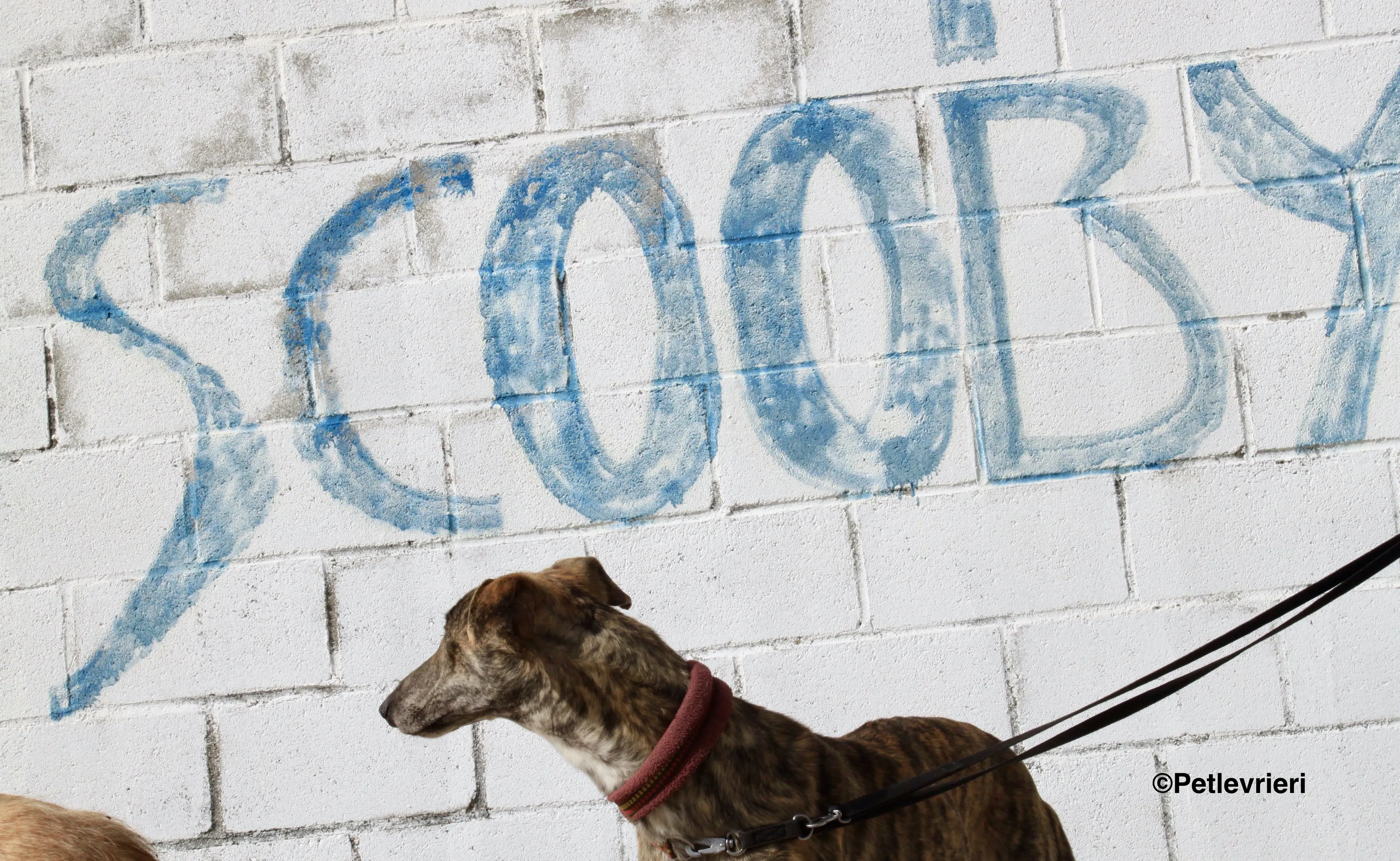 Aaron adozione levrieri galgo 15