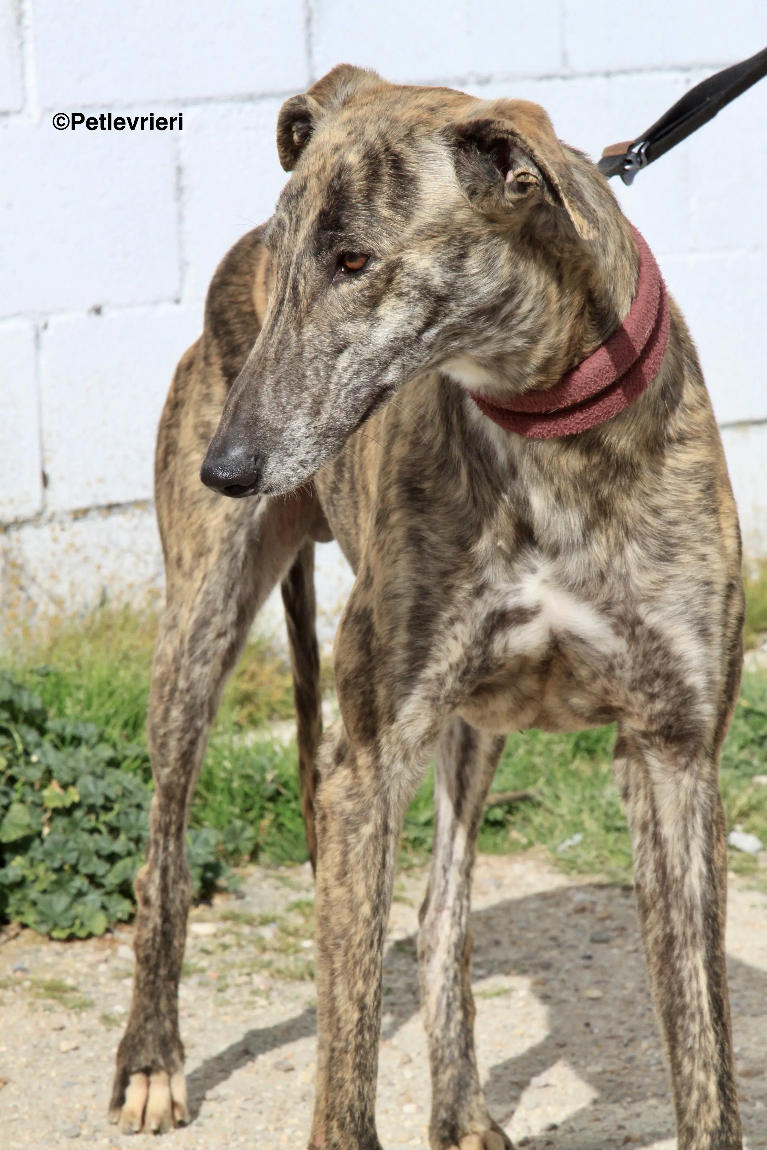 Aaron adozione levrieri galgo 16