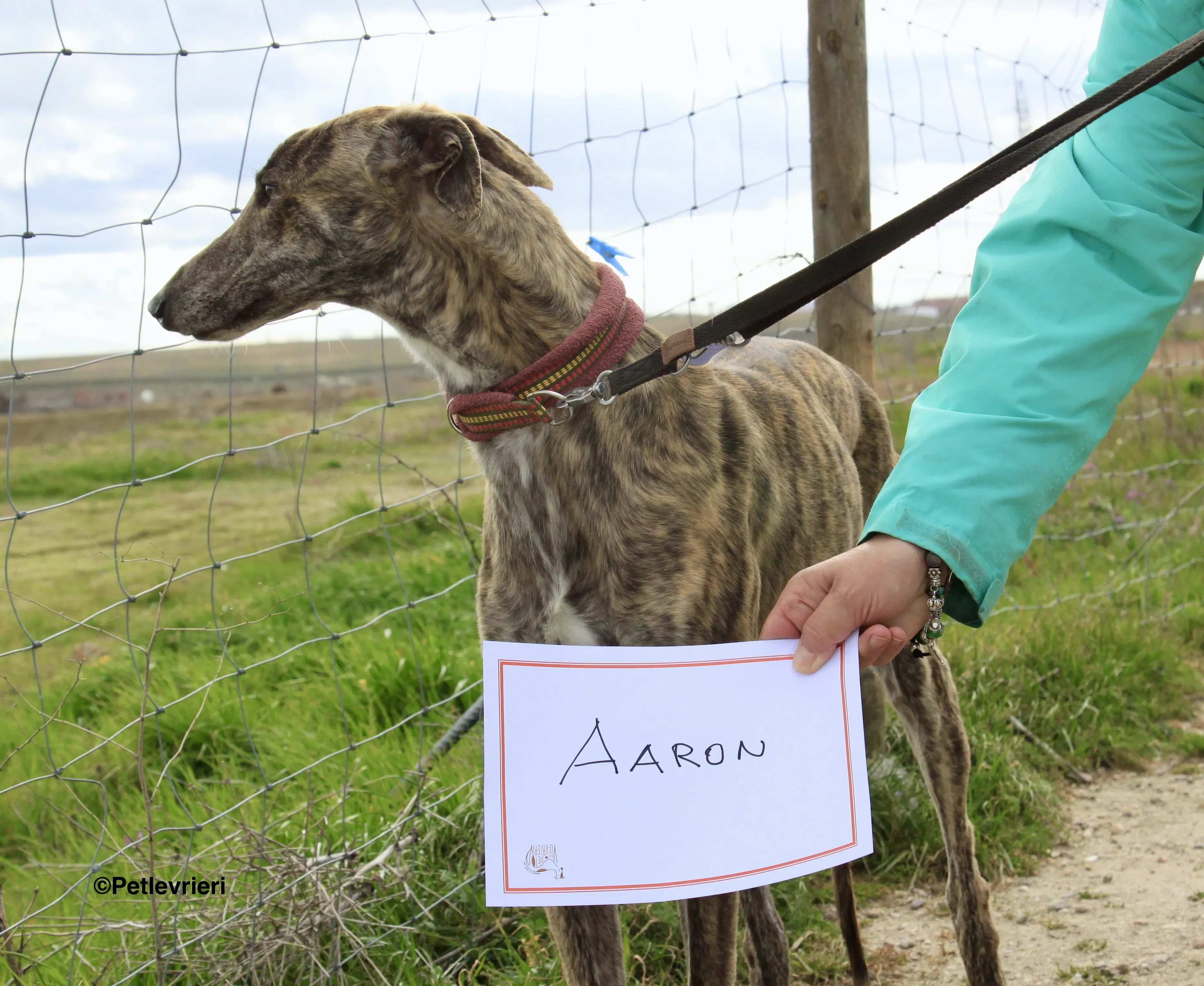 Aaron adozione levrieri galgo 2 2