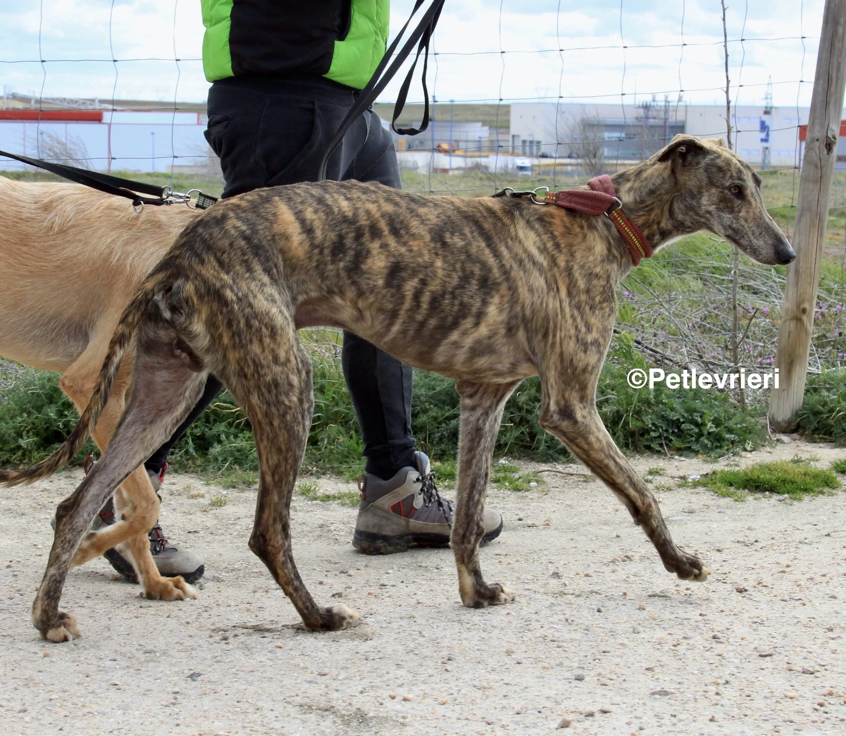 Aaron adozione levrieri galgo 2