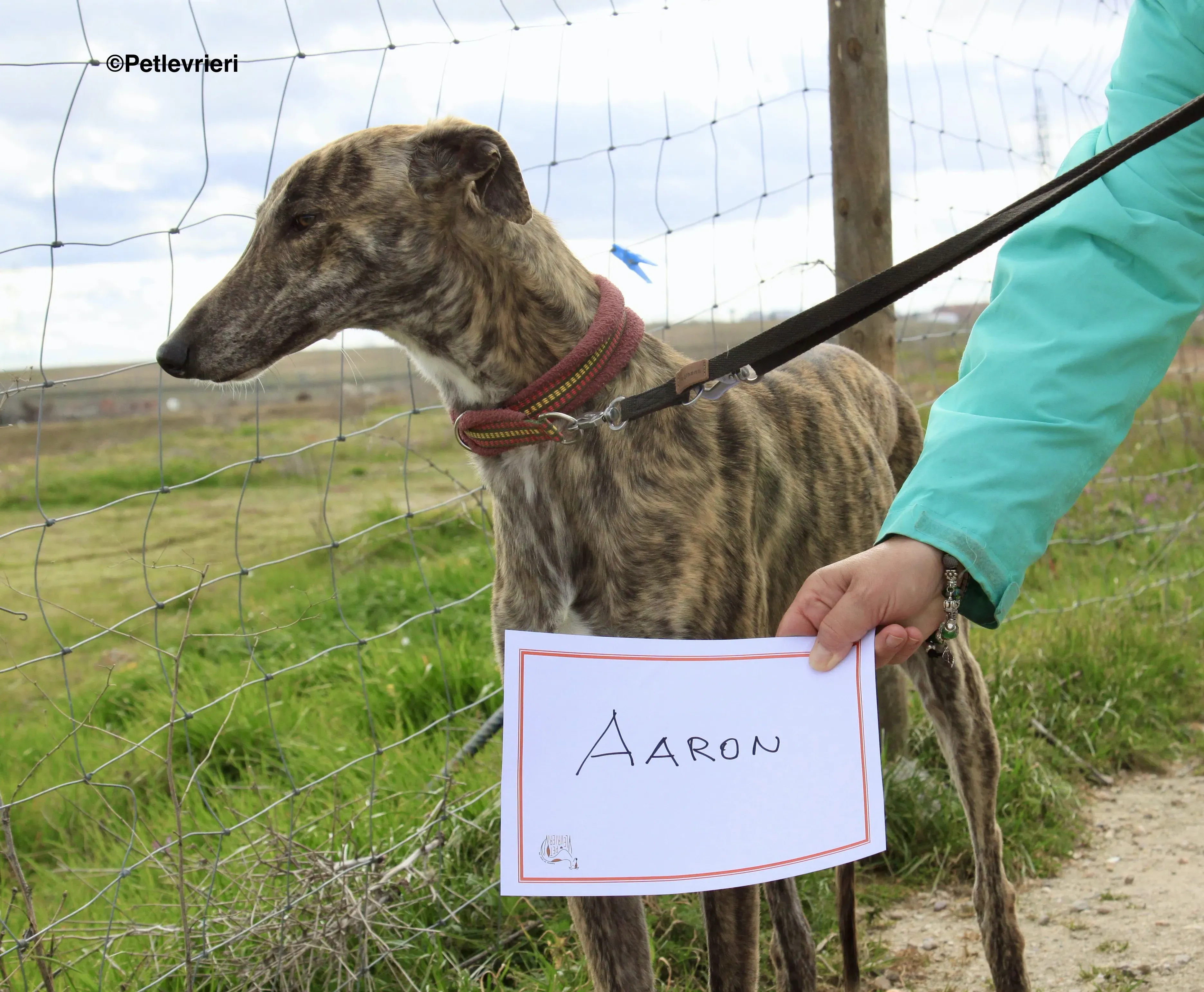 Aaron adozione levrieri galgo 3