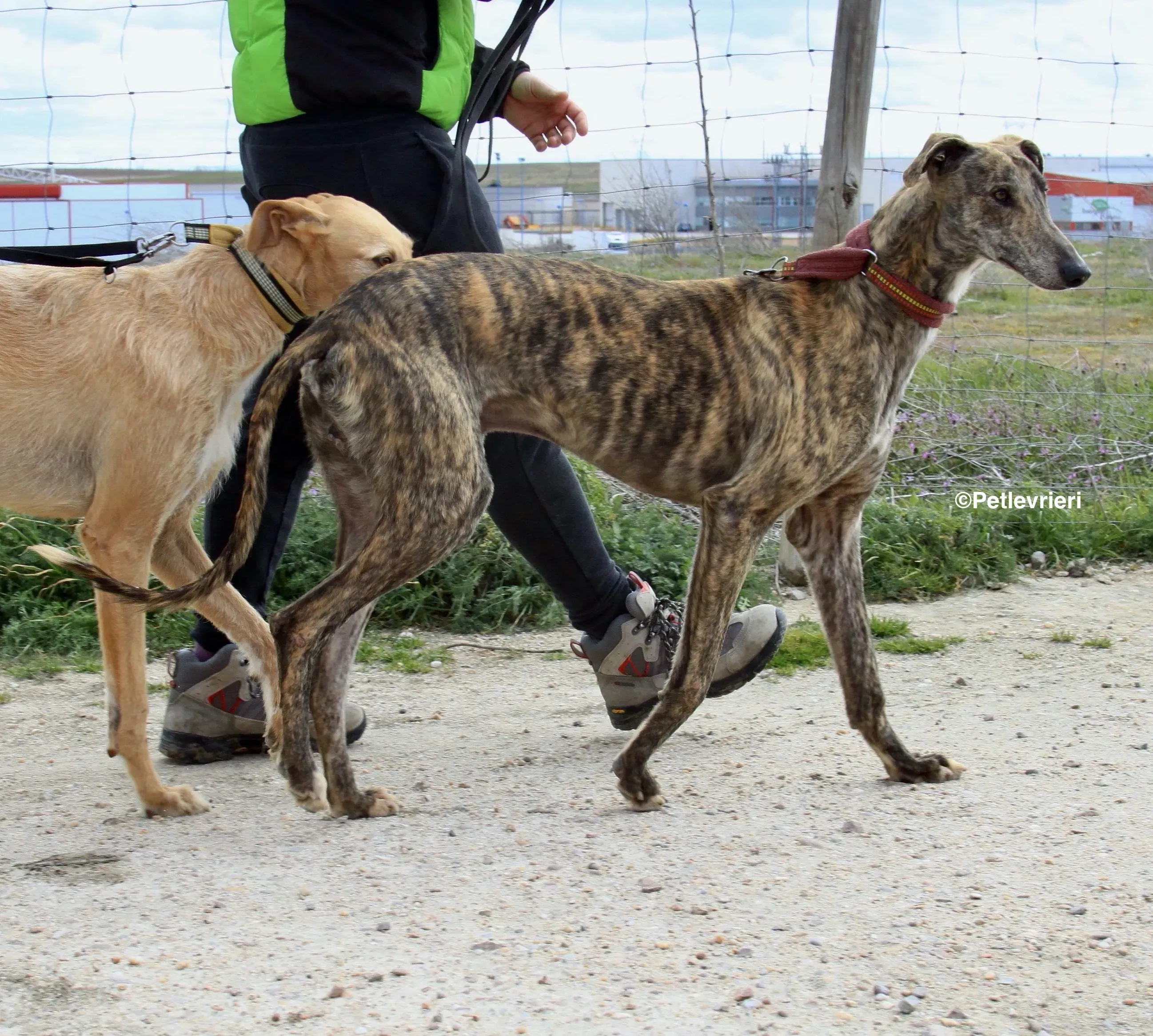 Aaron adozione levrieri galgo 5