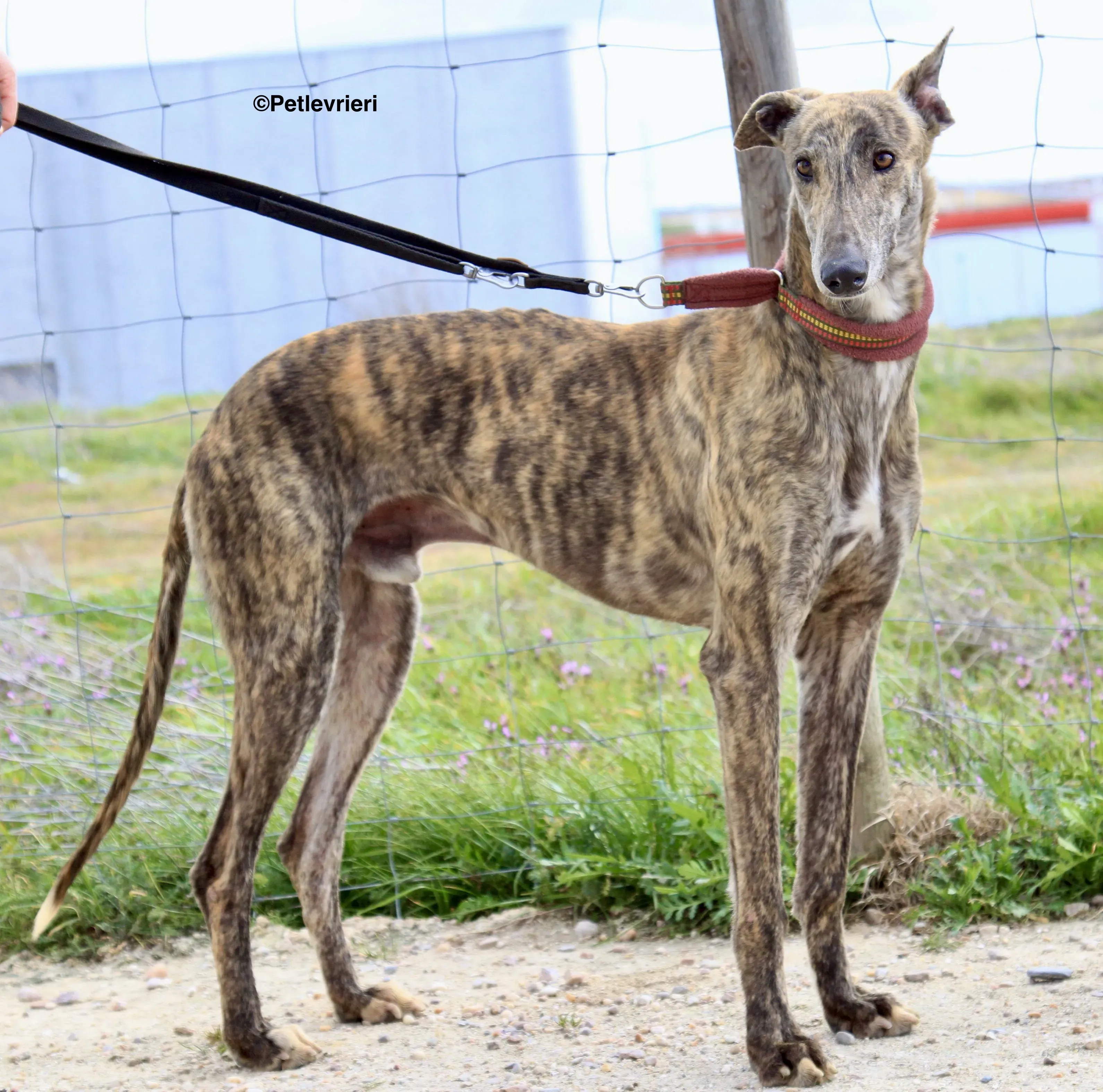 Aaron adozione levrieri galgo 7