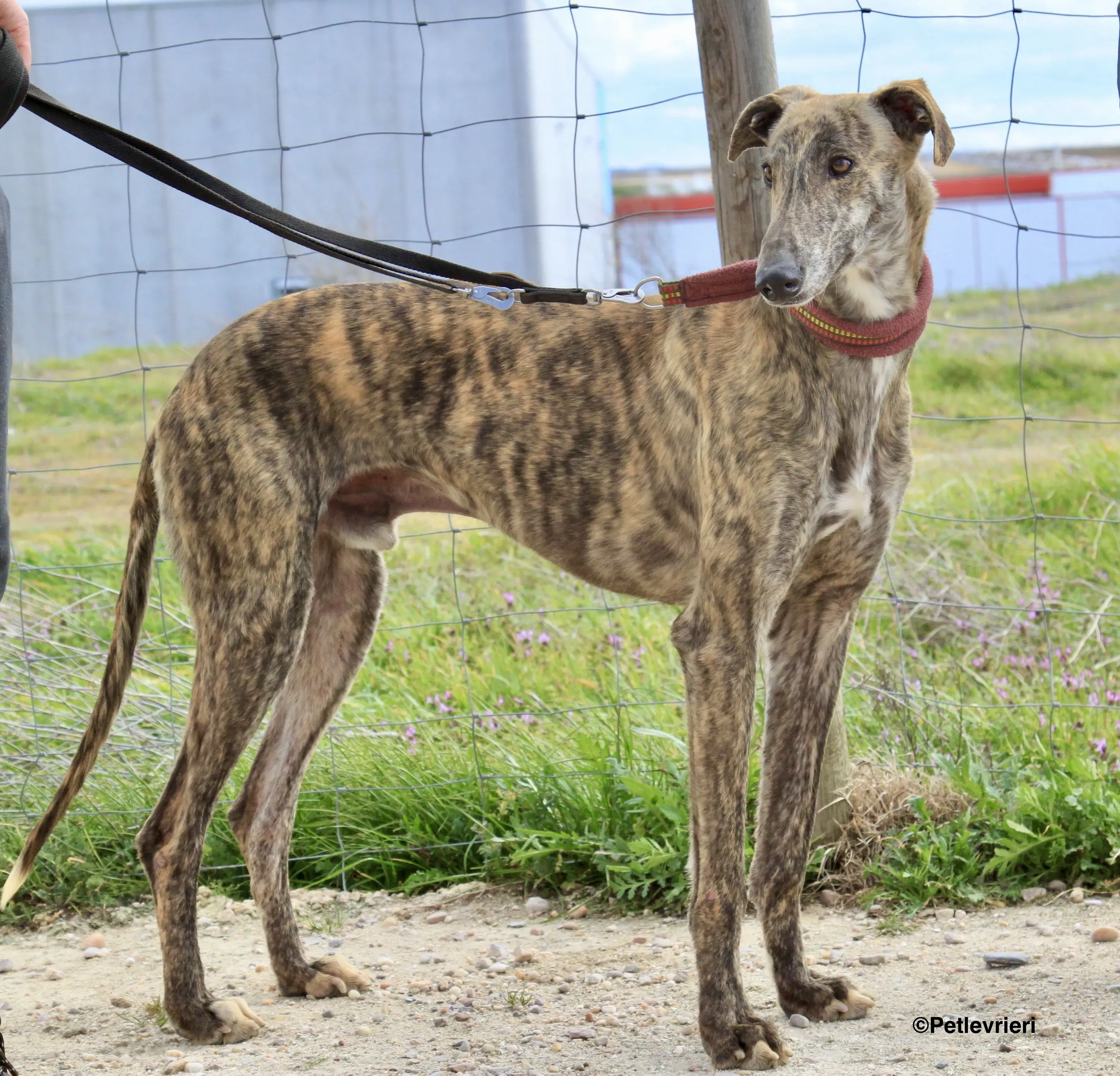 Aaron adozione levrieri galgo 8