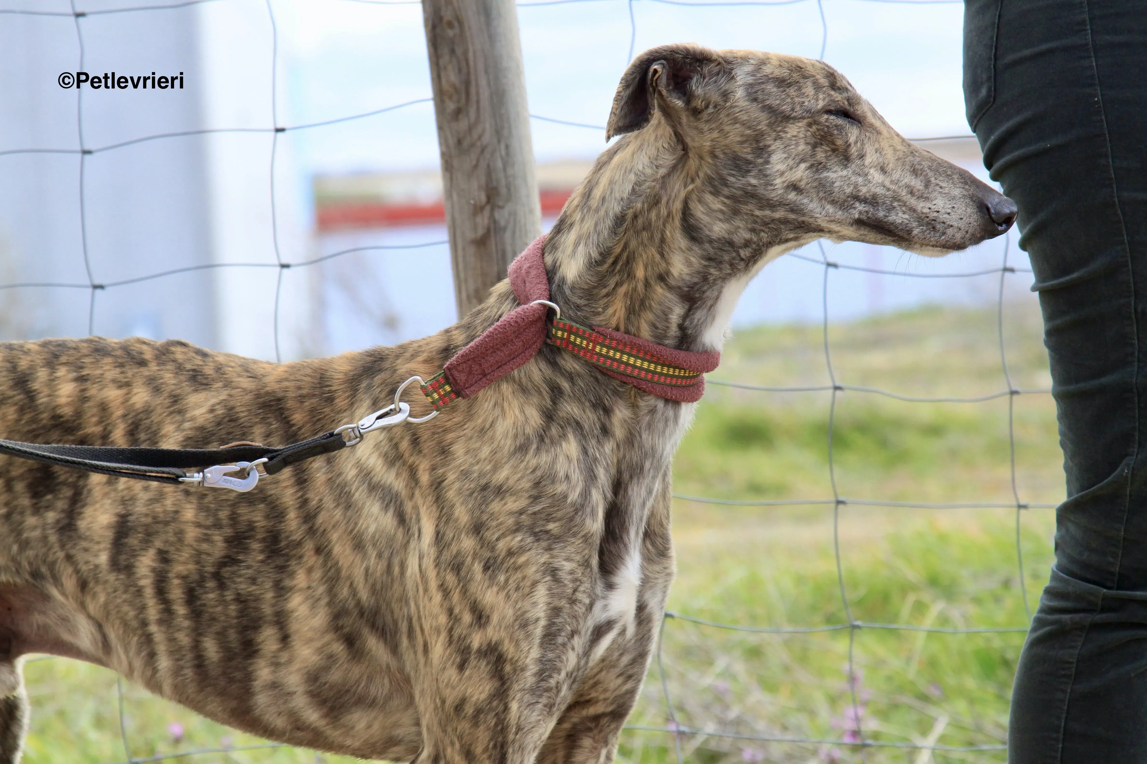 Aaron adozione levrieri galgo 9