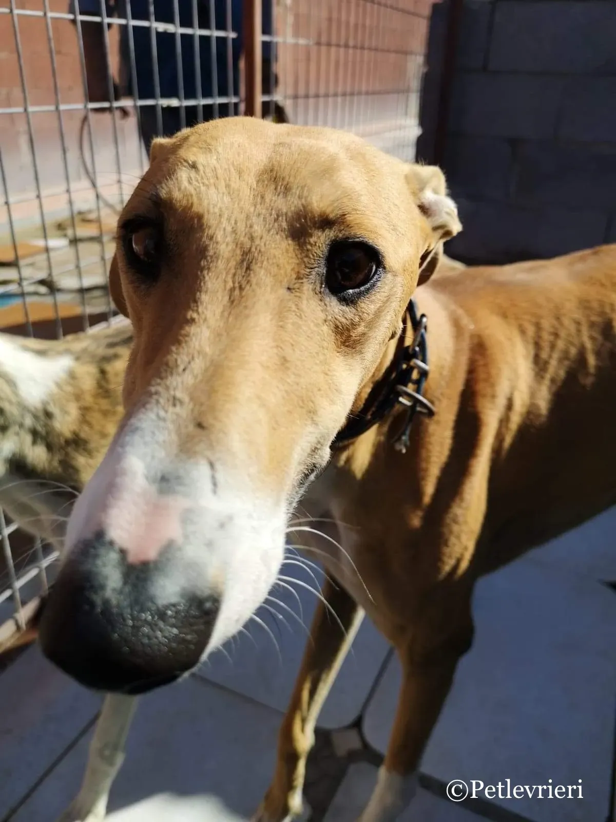 Abbas adozioni levrieri galgo 01