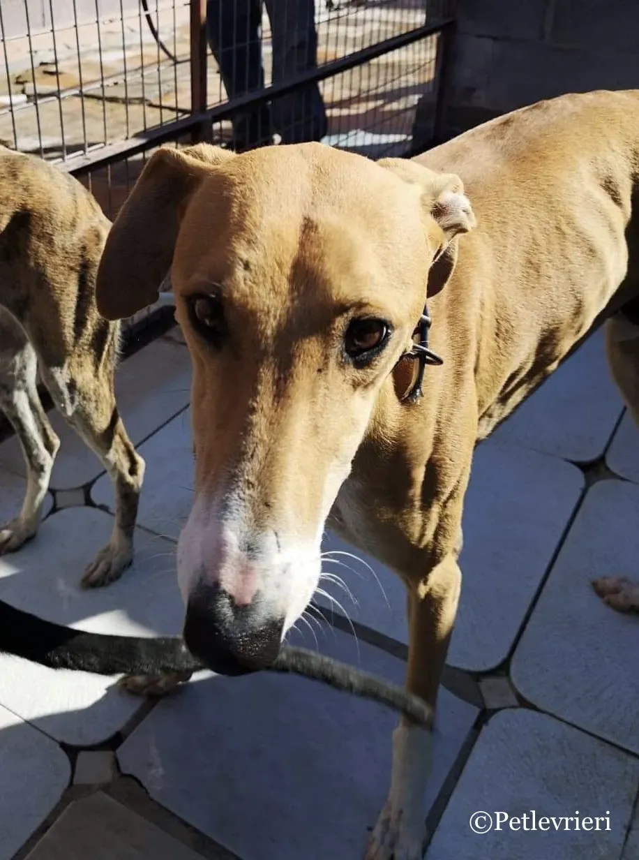 Abbas adozioni levrieri galgo 02