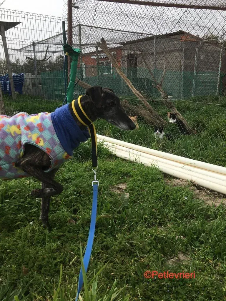 Abril 7173 adozione levrieri galgo 1