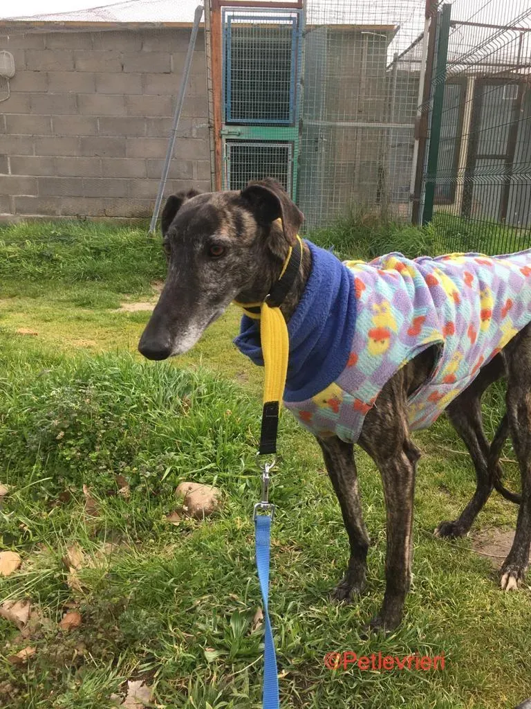 Abril 7173 adozione levrieri galgo 2