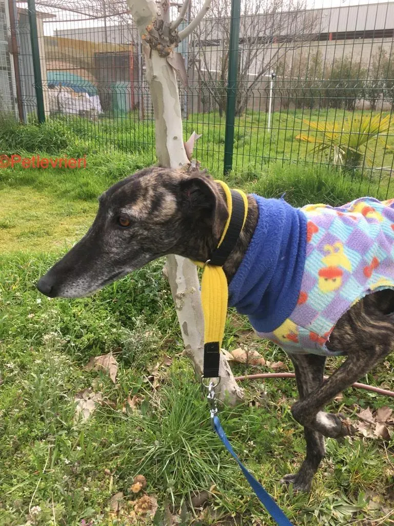 Abril 7173 adozione levrieri galgo 3