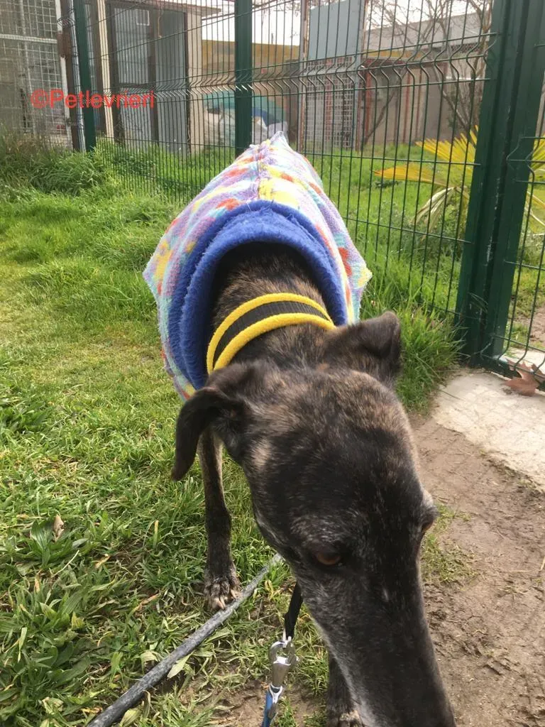 Abril 7173 adozione levrieri galgo 4