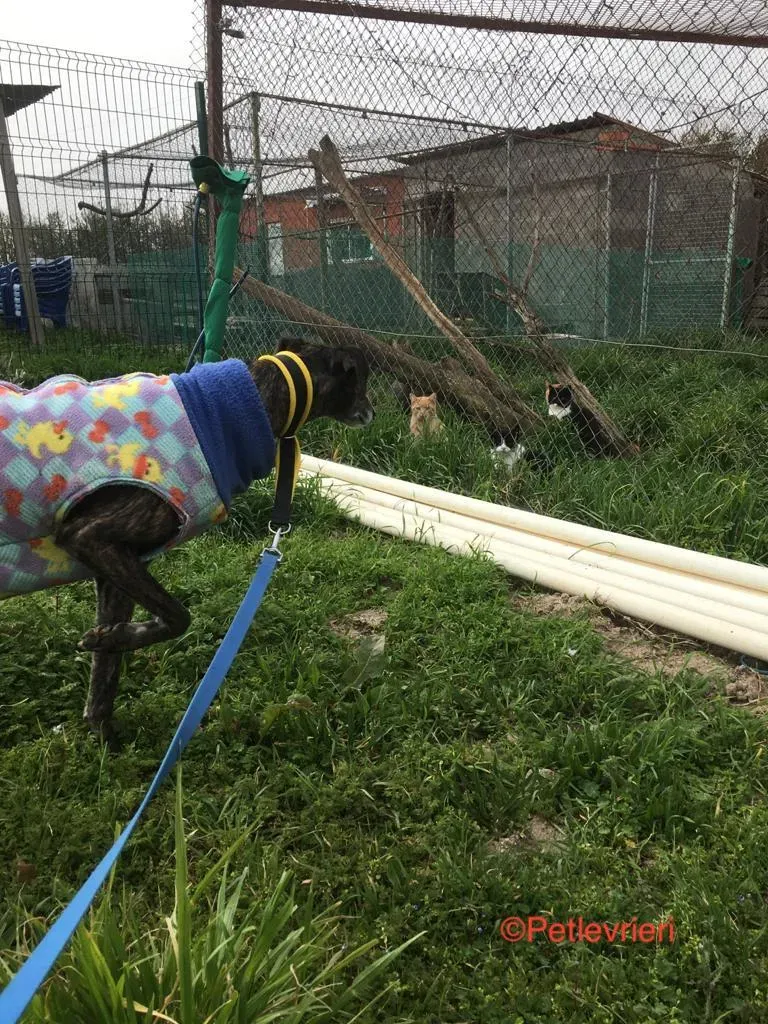 Abril 7173 adozione levrieri galgo 5