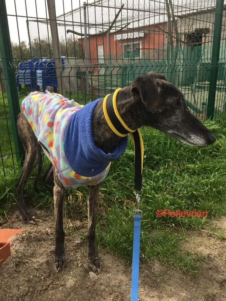 Abril 7173 adozione levrieri galgo 6