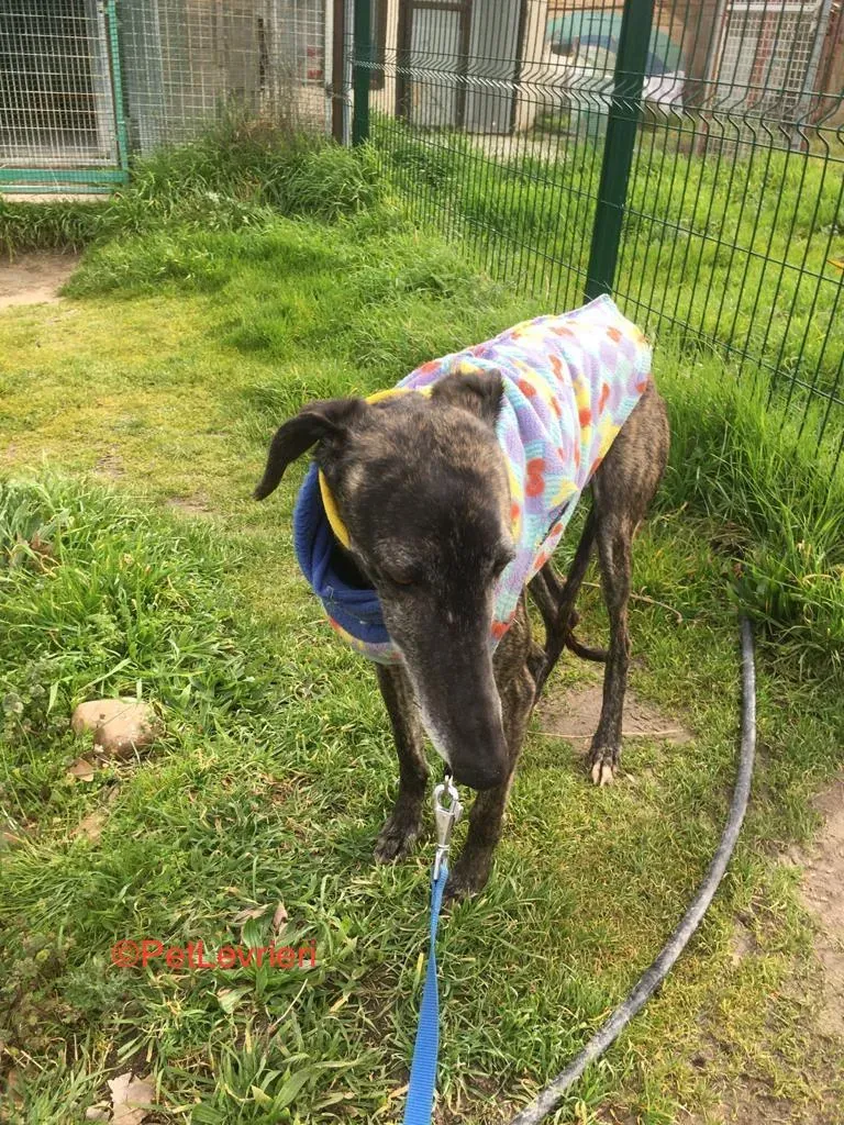 Abril 7173 adozione levrieri galgo 7