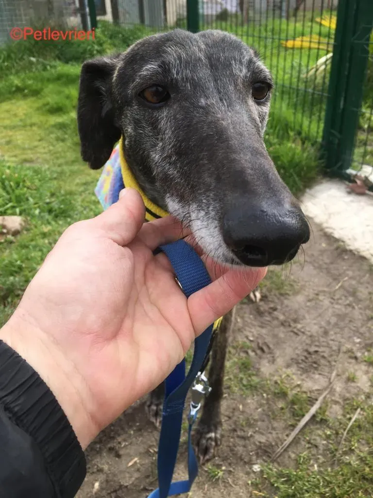 Abril 7173 adozione levrieri galgo 8