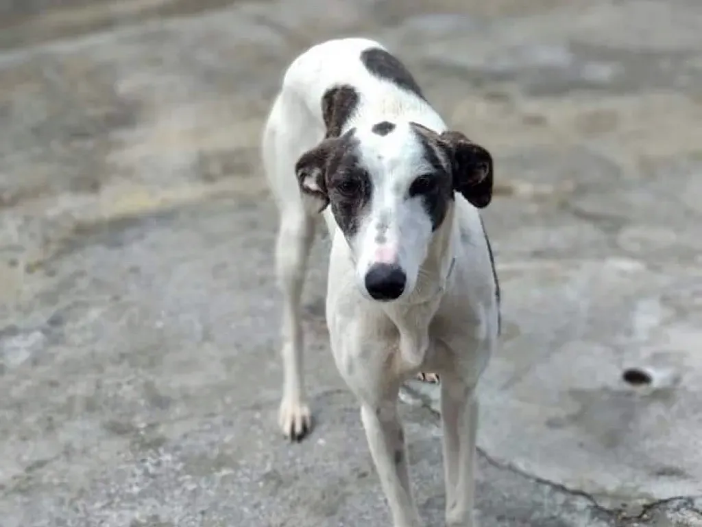 Abril adozione levriero galgo 1 2