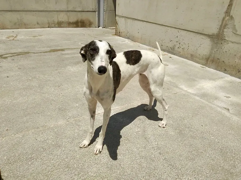 Abril adozione levriero galgo 2 2