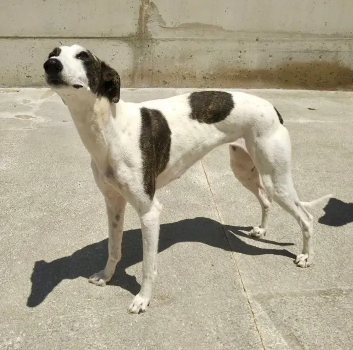 Abril adozione levriero galgo 3 2