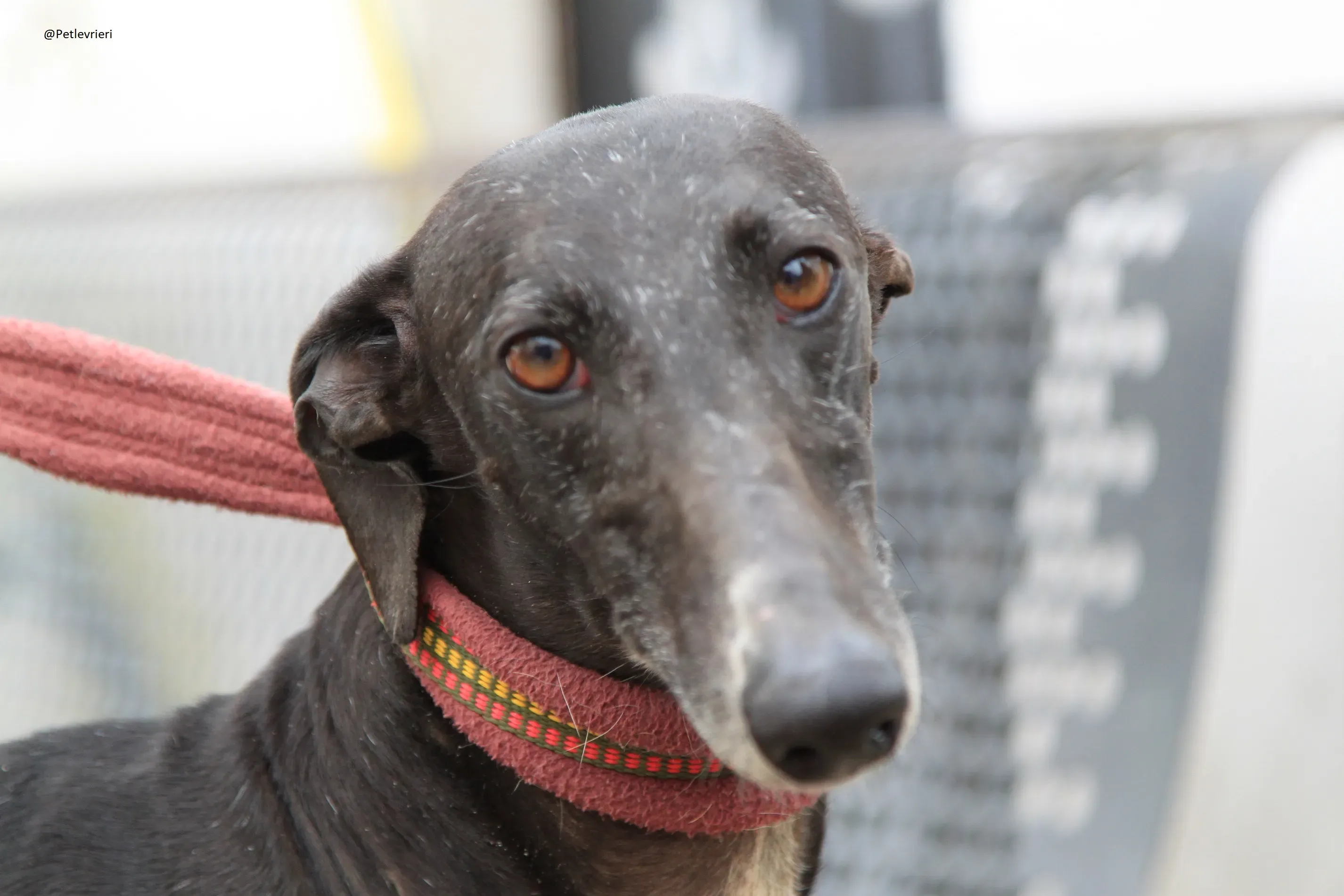 Acacia Galgo Femmina Adozione Levrieri 1