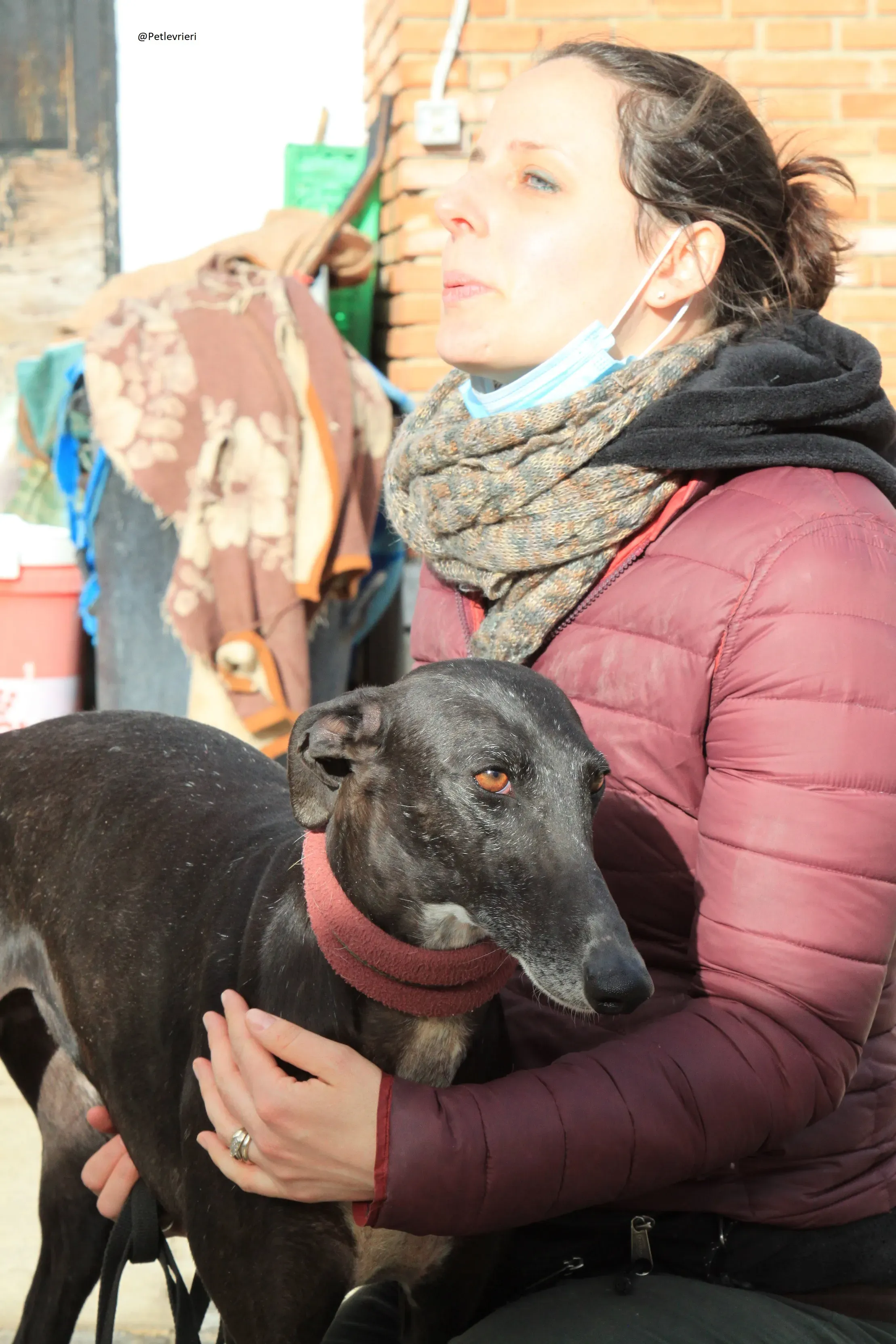 Acacia Galgo Femmina Adozione Levrieri 10