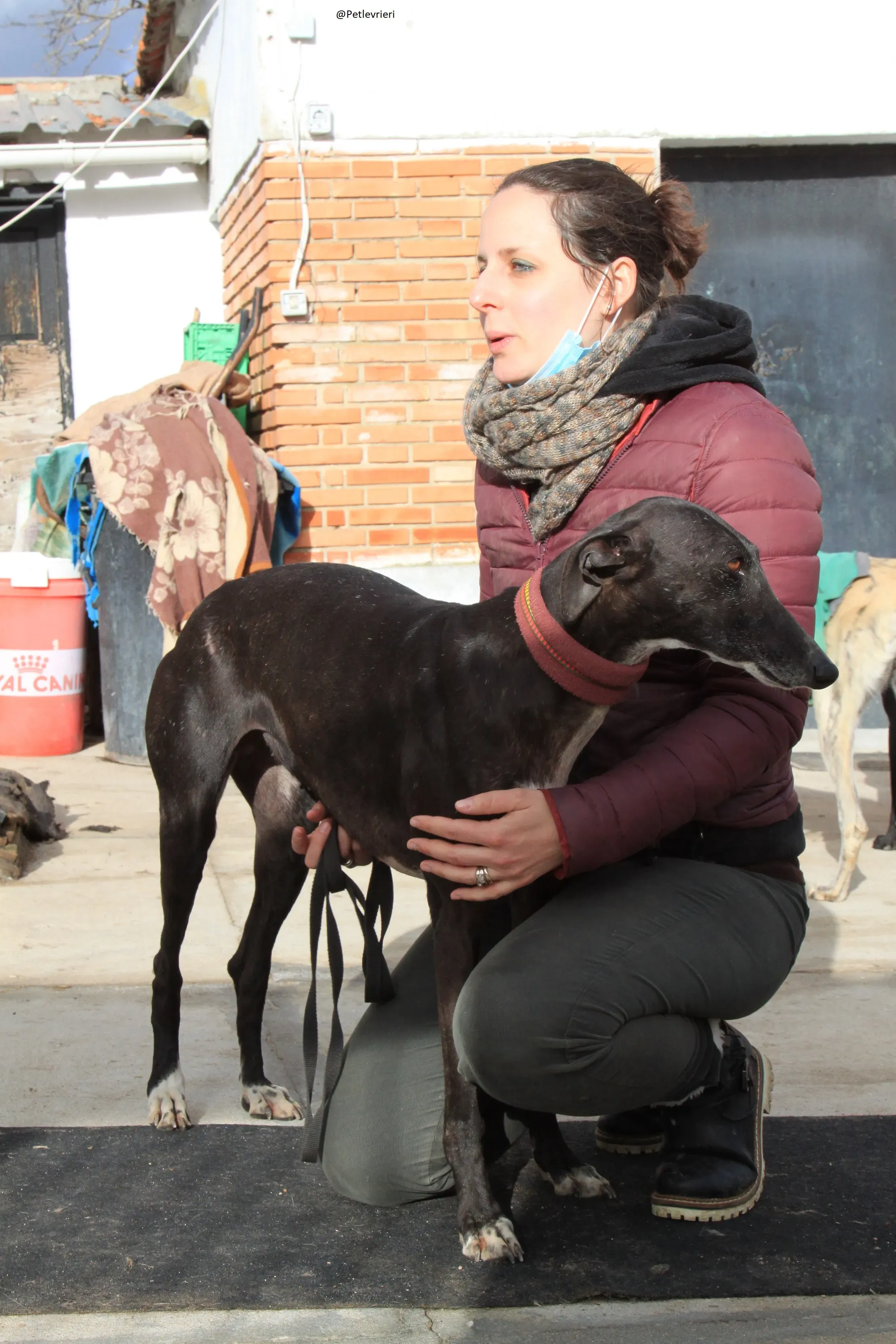 Acacia Galgo Femmina Adozione Levrieri 11