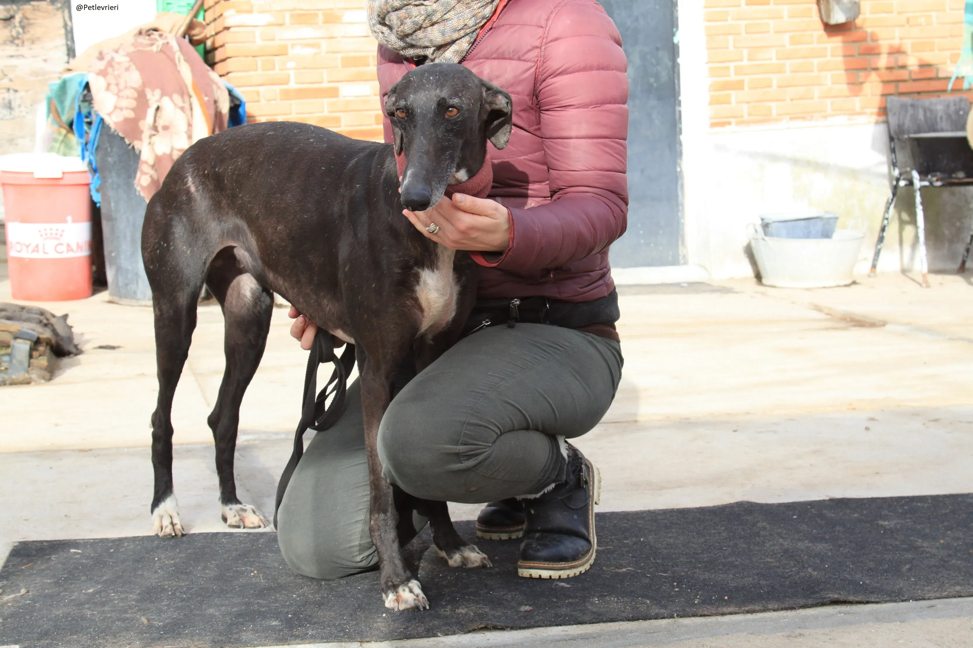Acacia Galgo Femmina Adozione Levrieri 12