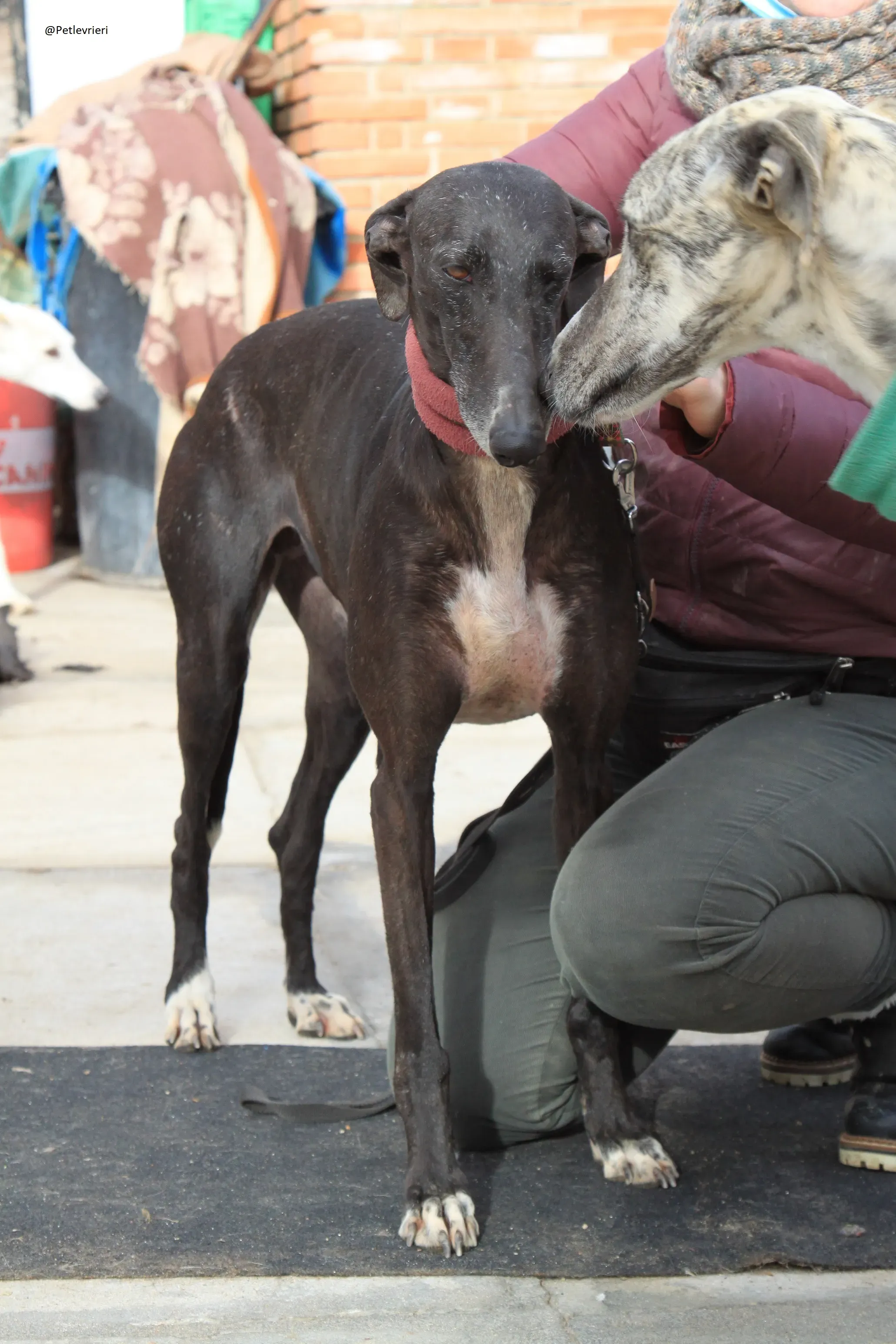 Acacia Galgo Femmina Adozione Levrieri 13