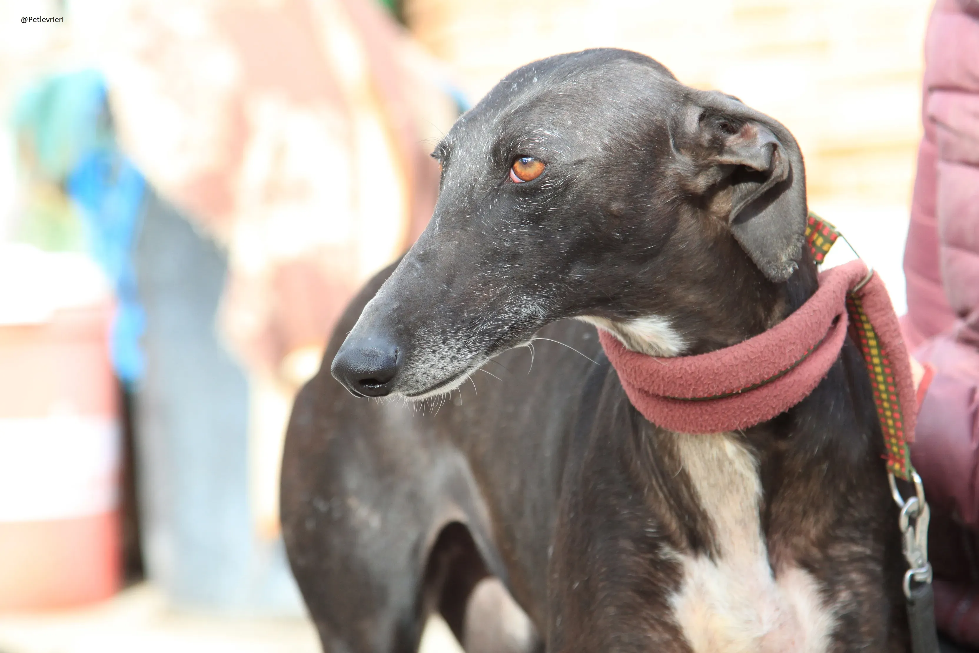 Acacia Galgo Femmina Adozione Levrieri 14