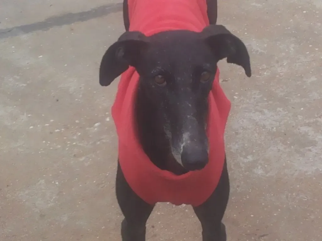 Acacia Galgo Femmina Adozione Levrieri 15