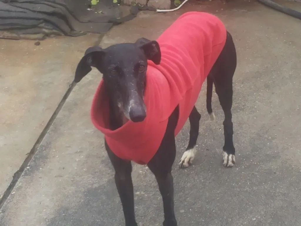 Acacia Galgo Femmina Adozione Levrieri 16