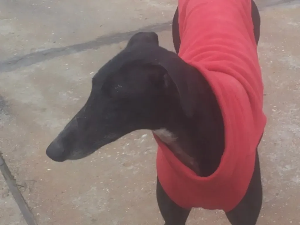 Acacia Galgo Femmina Adozione Levrieri 17