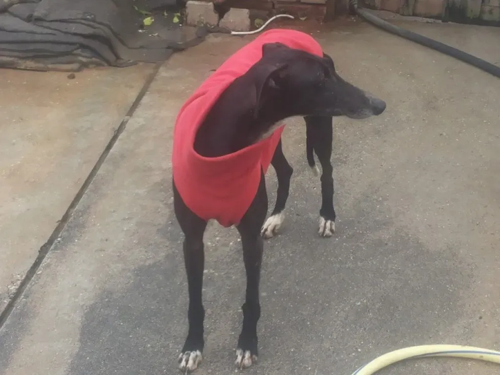 Acacia Galgo Femmina Adozione Levrieri 18