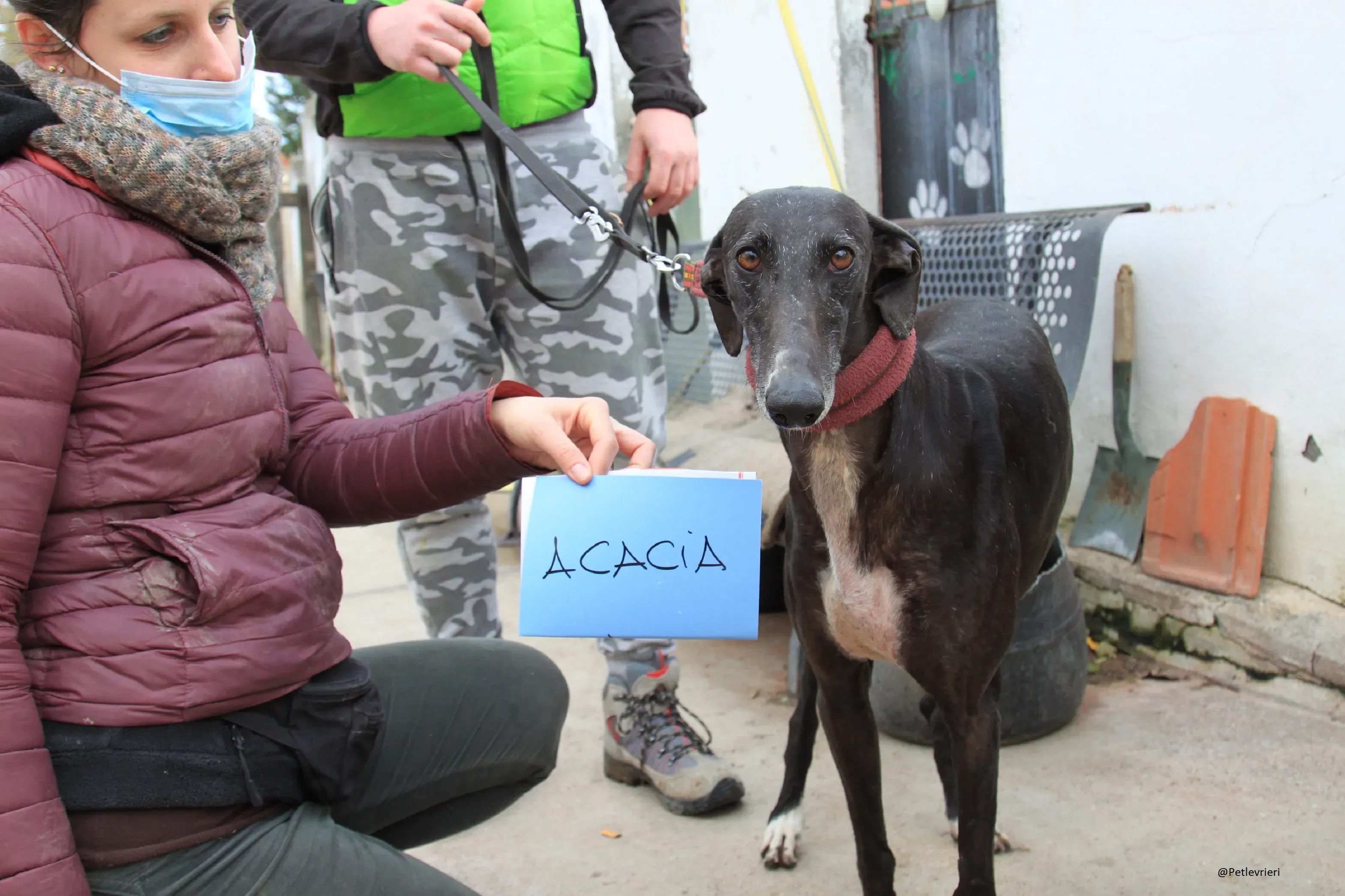 Acacia Galgo Femmina Adozione Levrieri 3