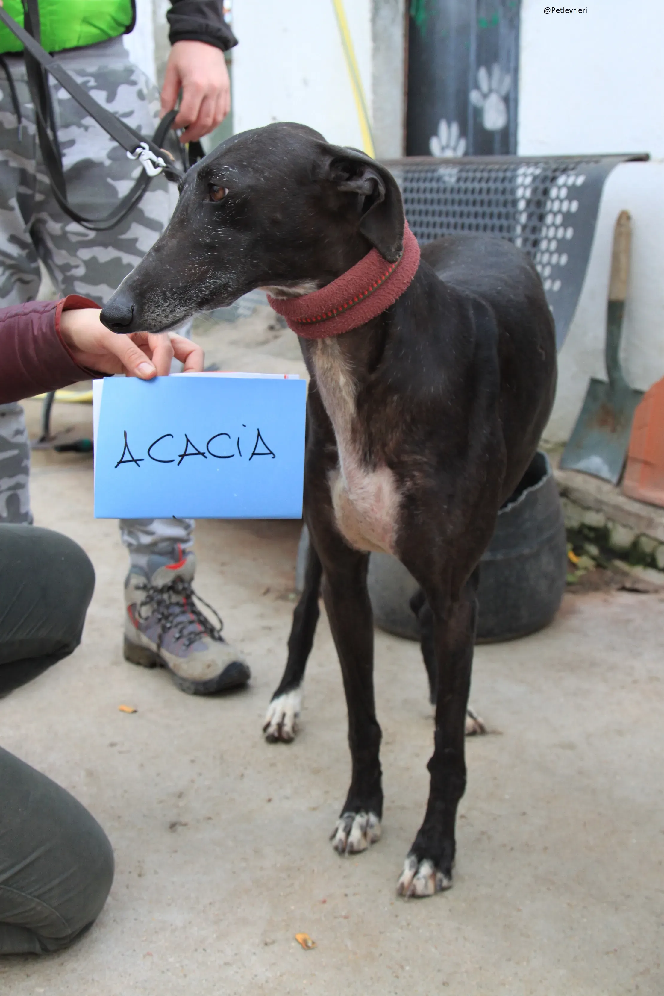 Acacia Galgo Femmina Adozione Levrieri 4