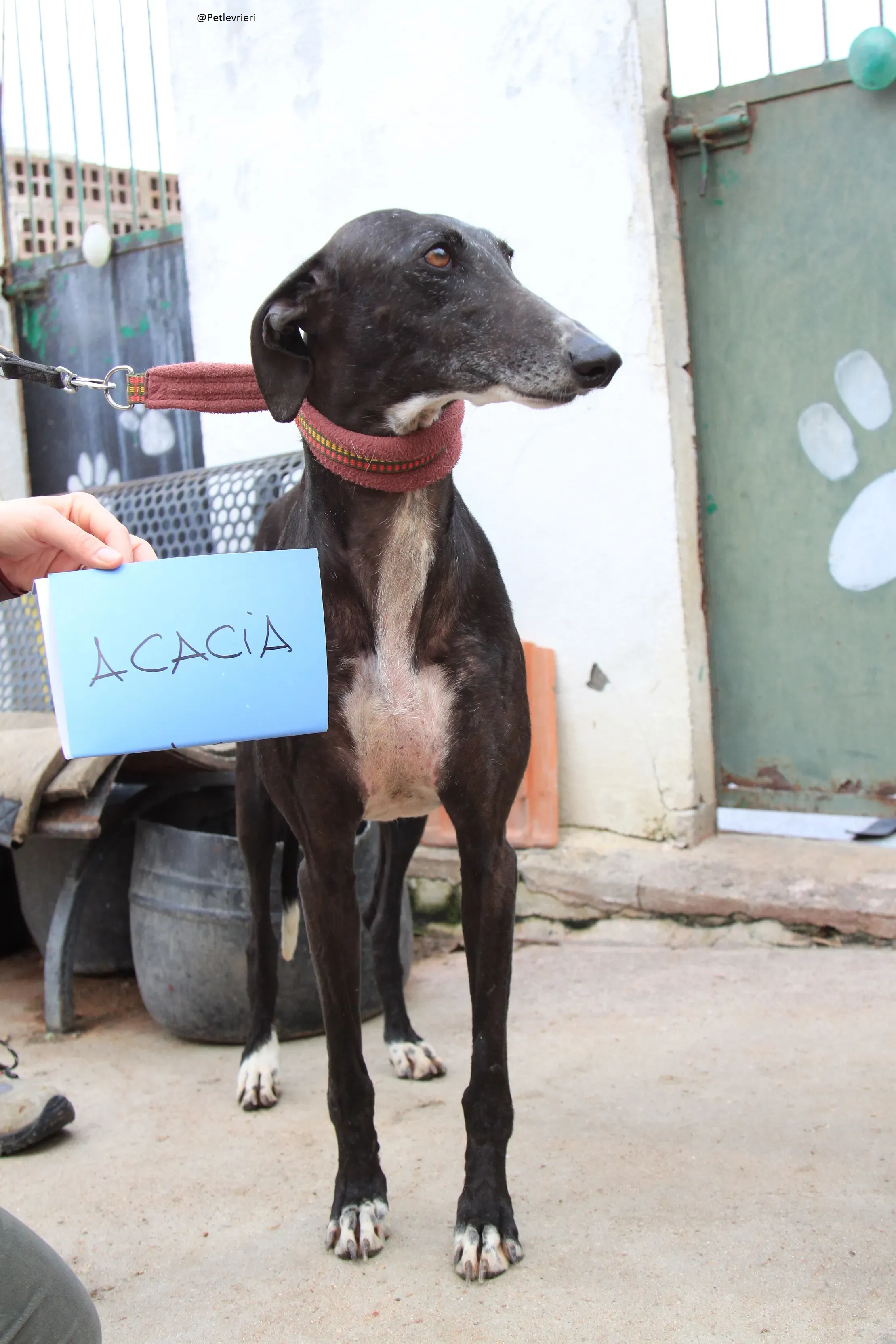 Acacia Galgo Femmina Adozione Levrieri 5