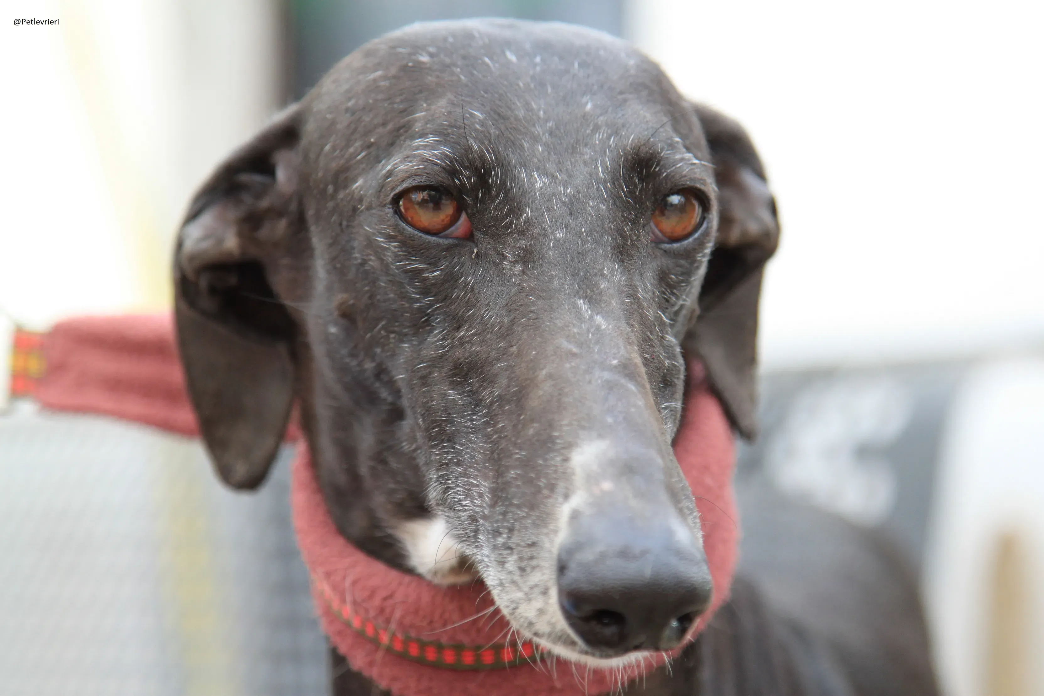 Acacia Galgo Femmina Adozione Levrieri 6