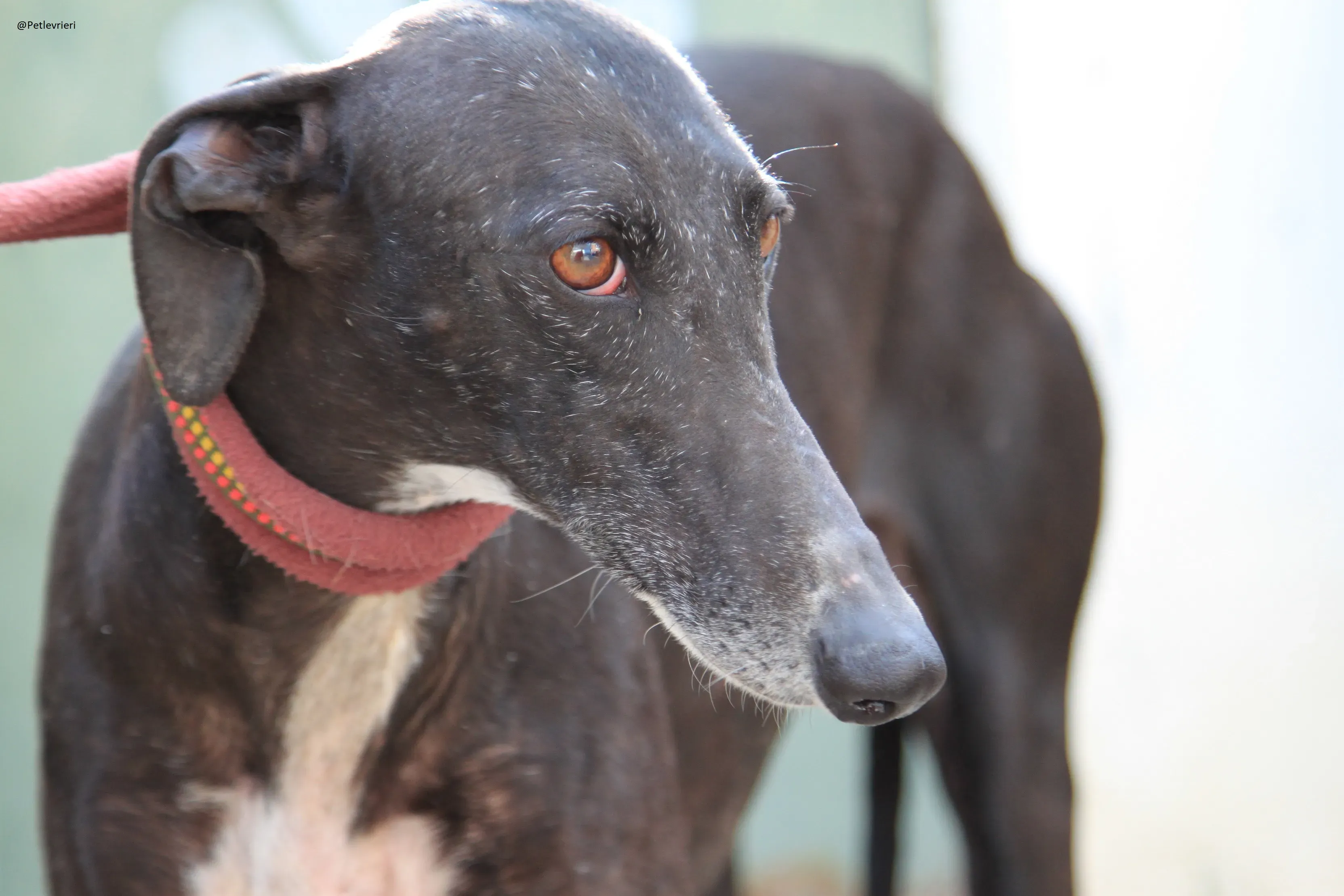 Acacia Galgo Femmina Adozione Levrieri 7