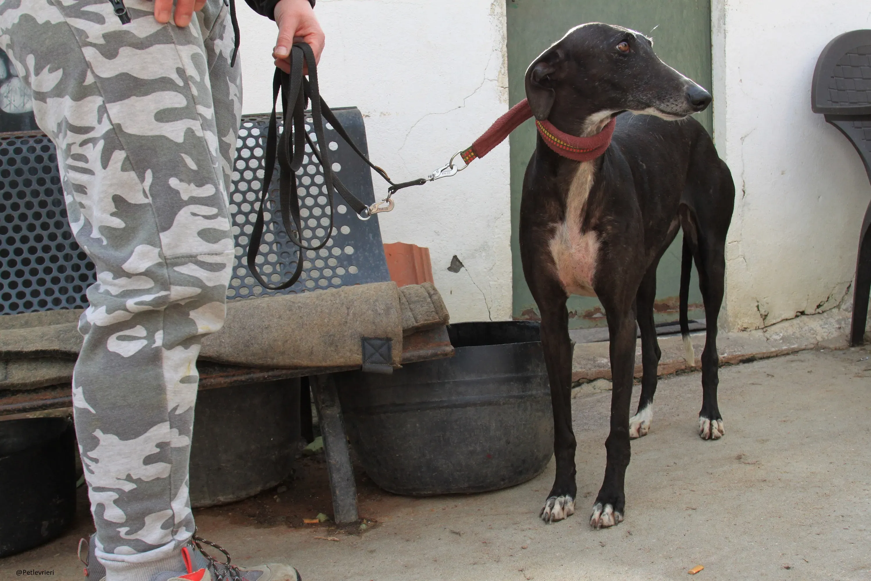 Acacia Galgo Femmina Adozione Levrieri 8