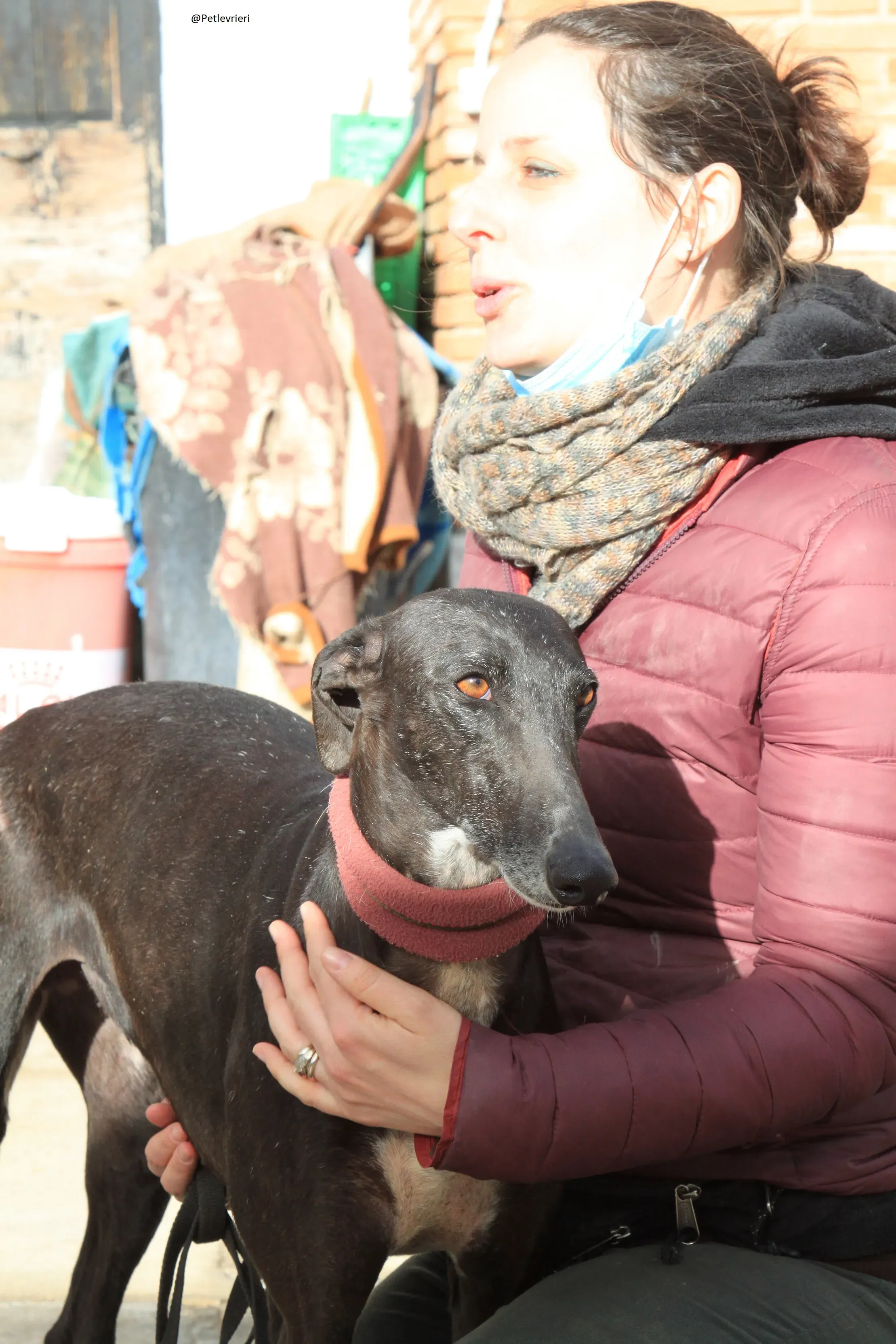Acacia Galgo Femmina Adozione Levrieri 9