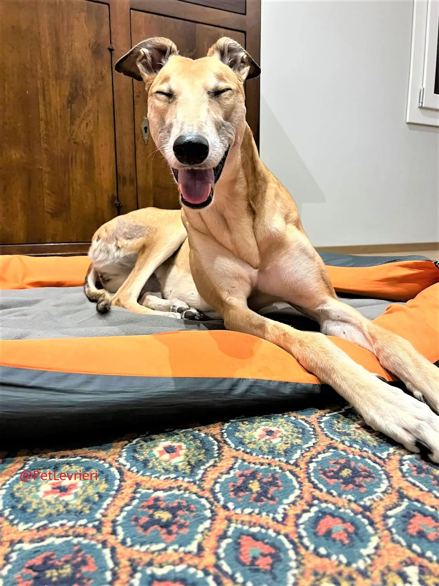 Adda adozione levrieri greyhound 10 2