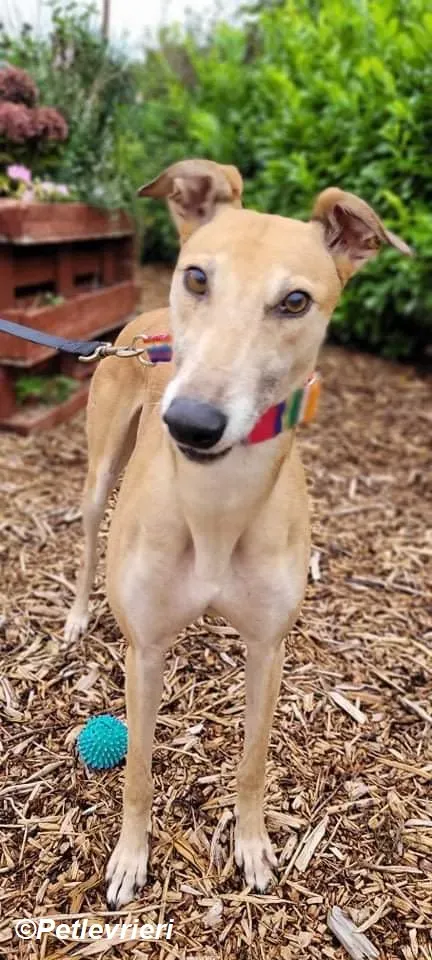 Adda adozione levrieri greyhound 10