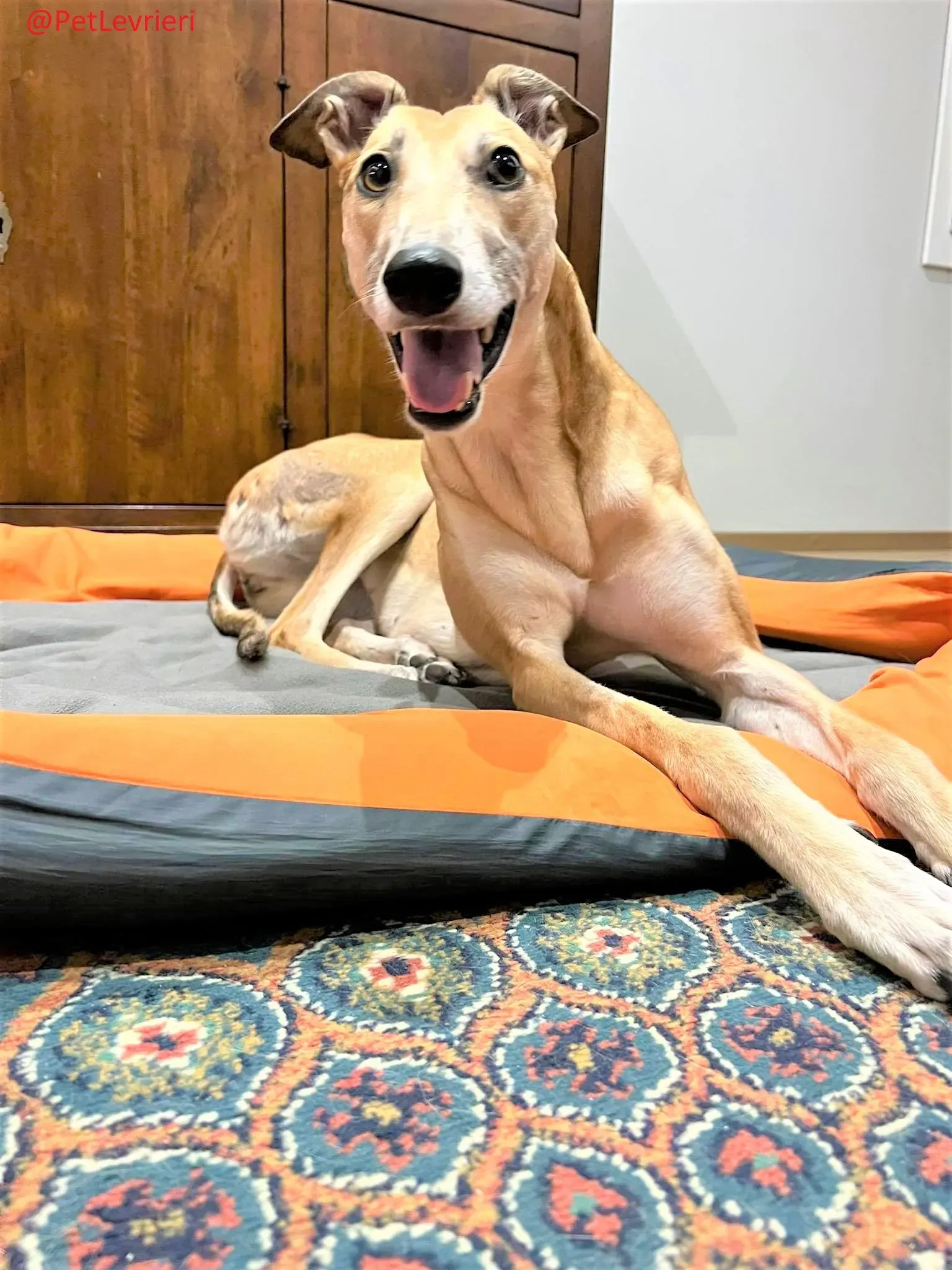 Adda adozione levrieri greyhound 12 2