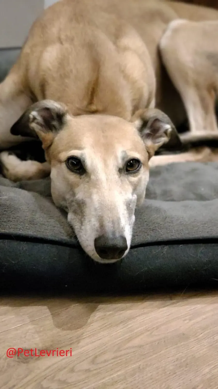 Adda adozione levrieri greyhound 13