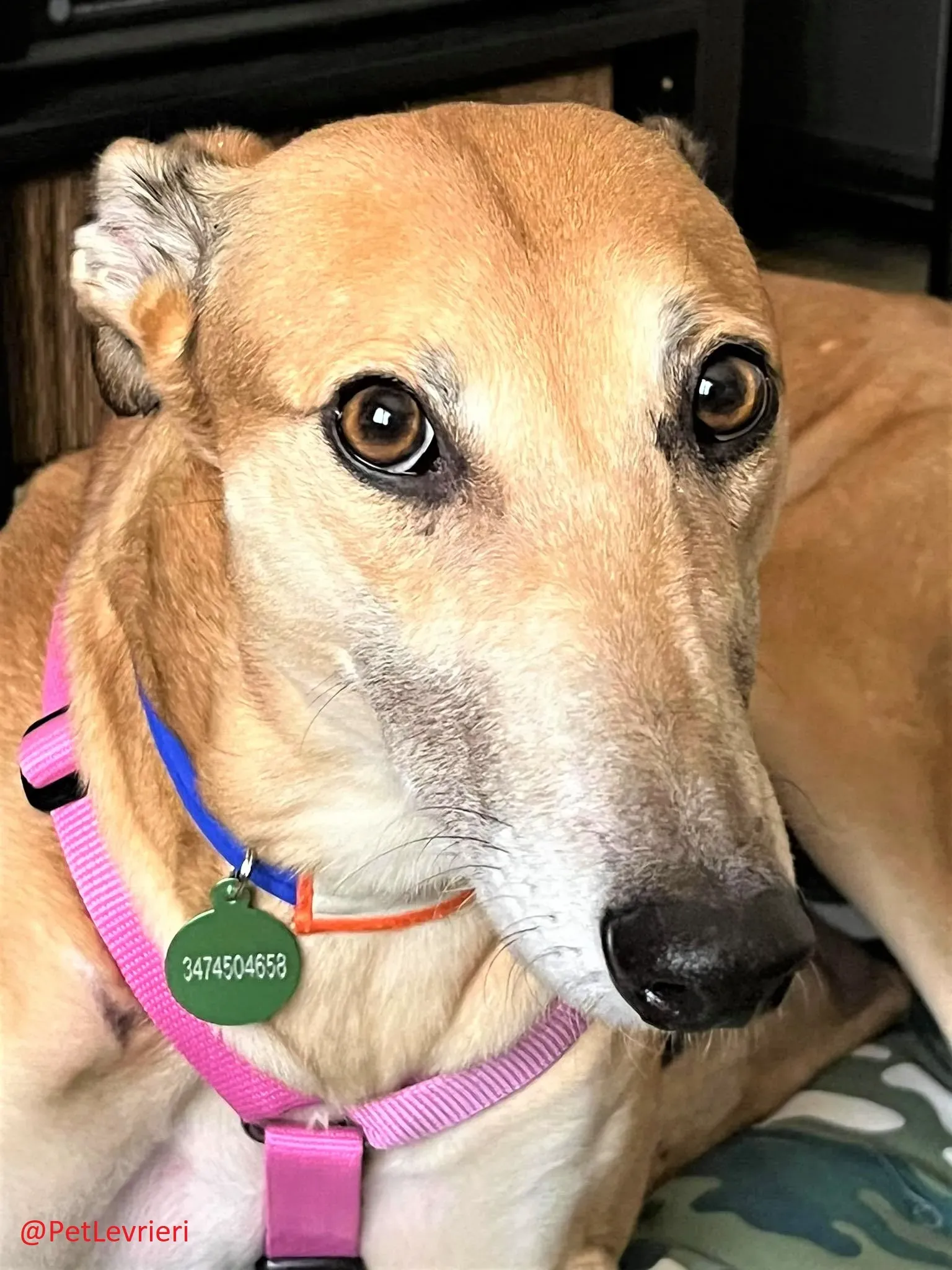 Adda adozione levrieri greyhound 14 2