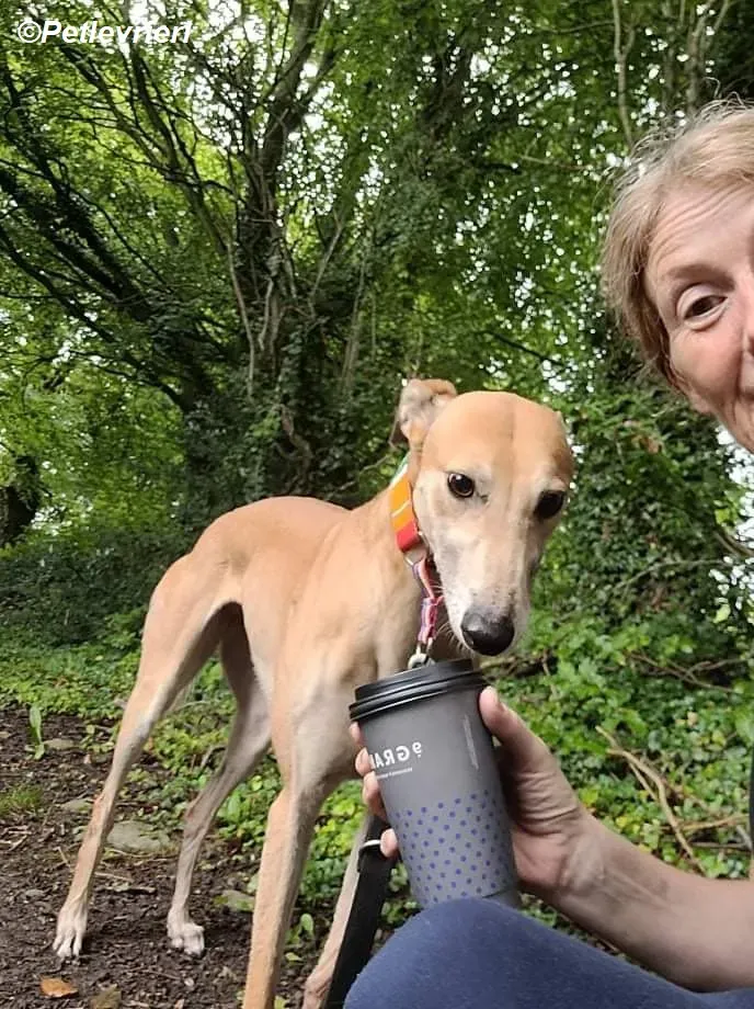 Adda adozione levrieri greyhound 14