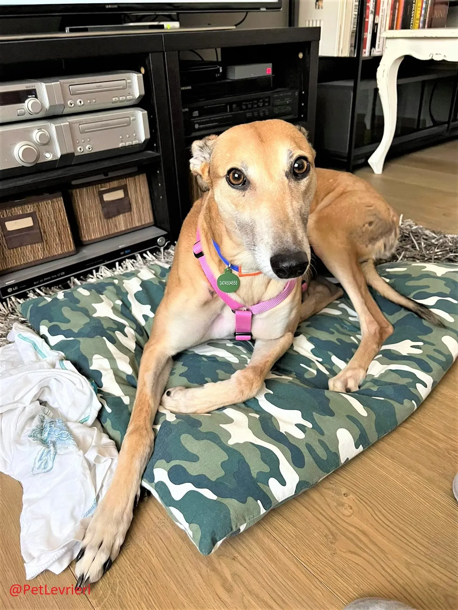 Adda adozione levrieri greyhound 15 2