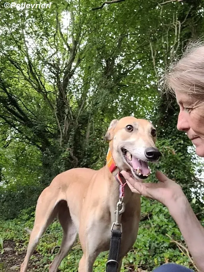 Adda adozione levrieri greyhound 15